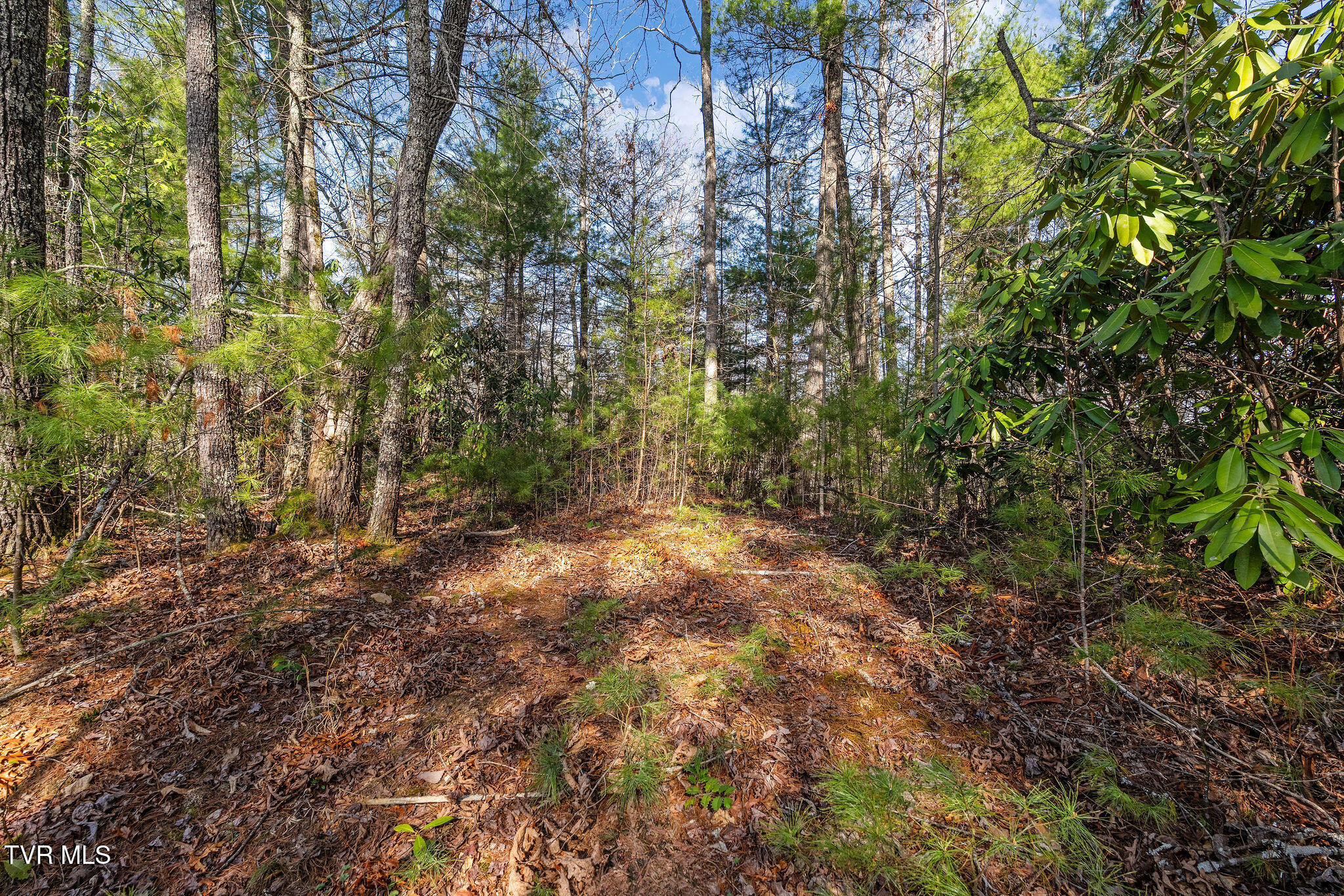 Tbd Raven Branch Road Del Rio, TN 37727 - Photo 23 of 29 DSC08849