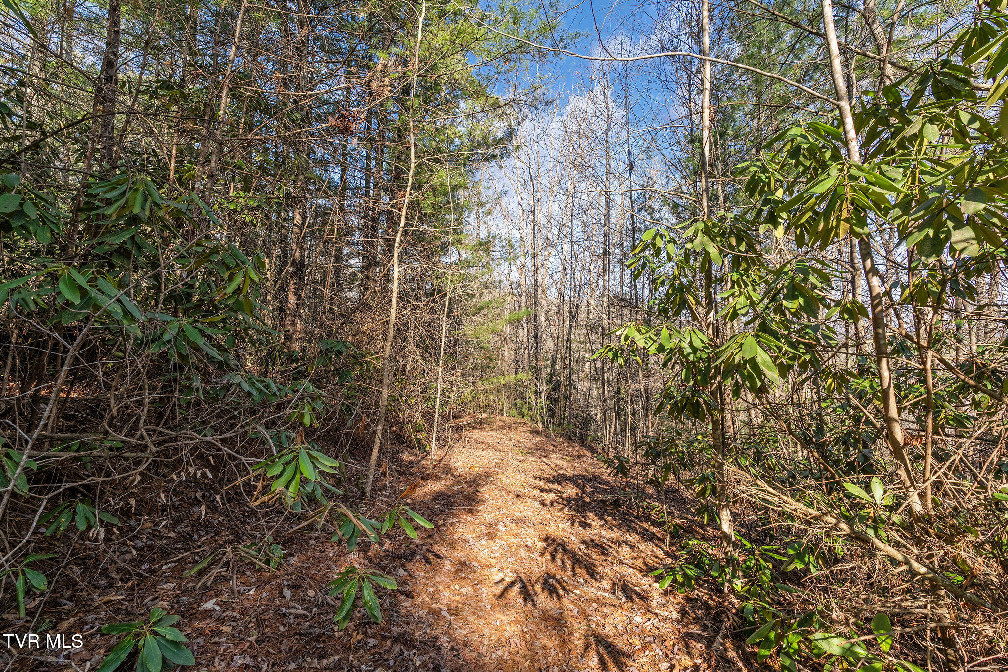Tbd Raven Branch Road Del Rio, TN 37727 - Photo 24 of 29 DSC08850