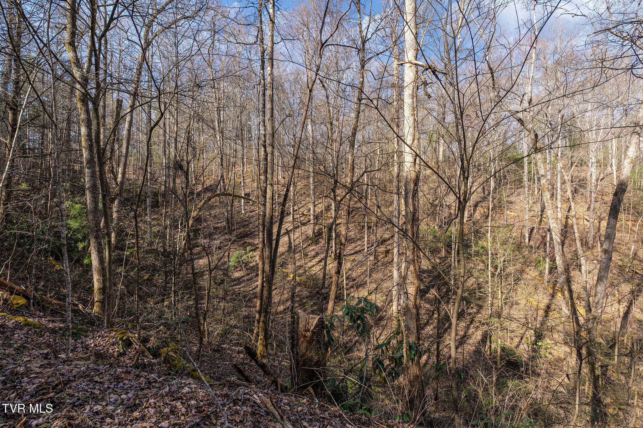 Tbd Raven Branch Road Del Rio, TN 37727 - Photo 25 of 29 DSC08851