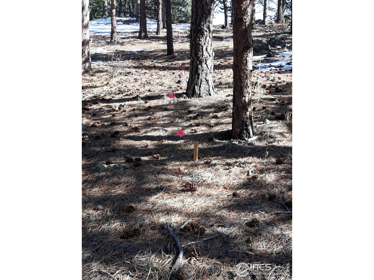 200 Taylor Road Lyons, CO 80540 - Photo 6 of 13 building site outlined with pink flags