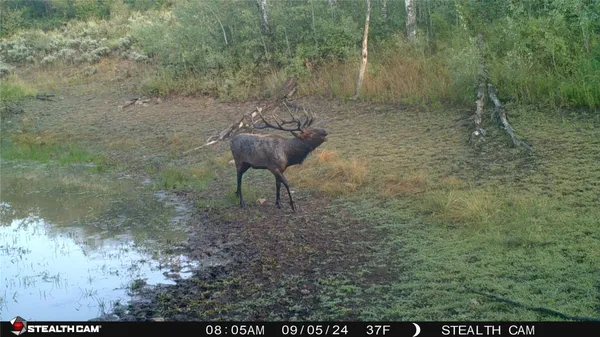 a view of a yard with a mountain