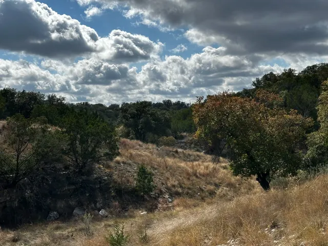 a view of a bunch of trees in background