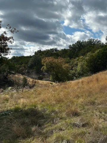 a view of a yard with plants and a tree