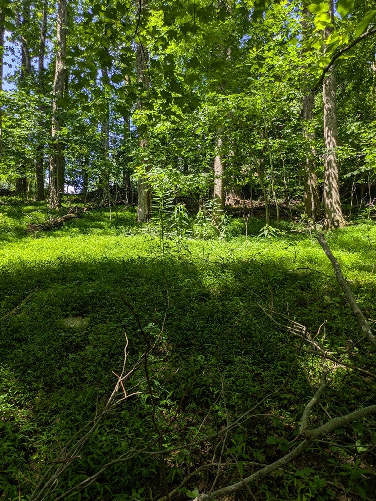 Lot 5 Elk Spur Road, Unit 5 Fancy Gap, VA 24328 - Photo 12 of 18 Gallery Image 12