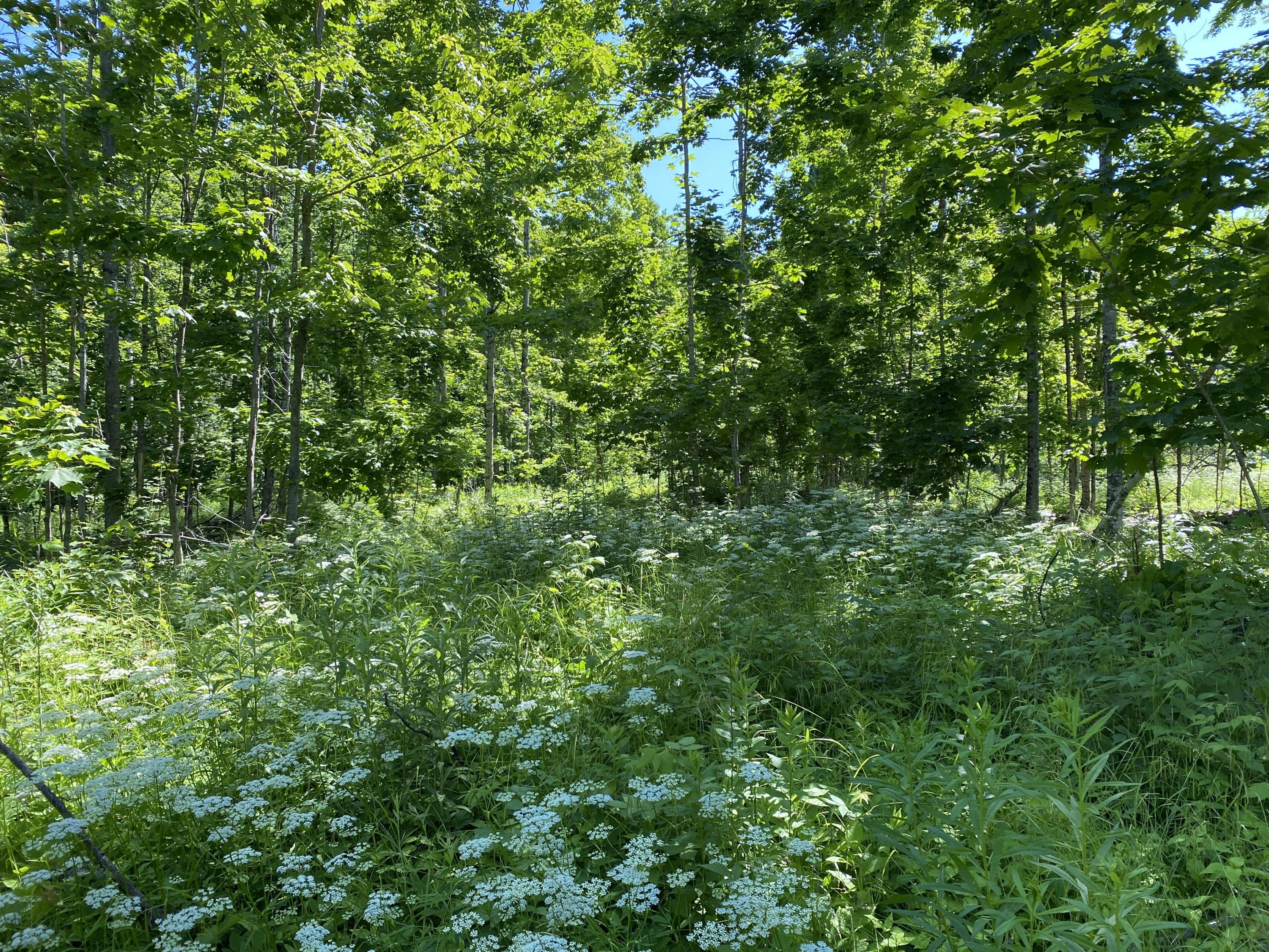 Lot #5 Messer Road Moscow, ME 04920 - Photo 6 of 11 IMG_1438