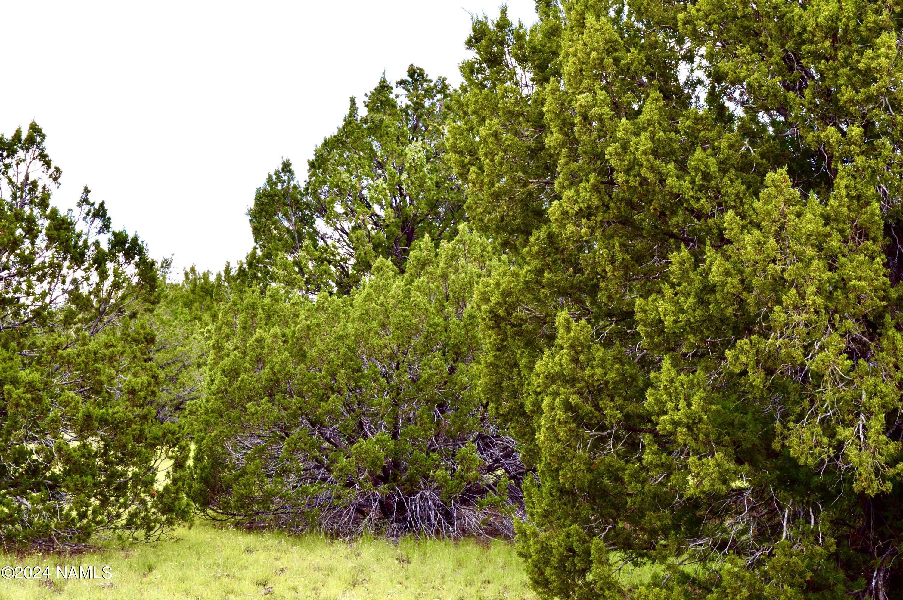 1 North Santa Fe Road Williams, AZ 86046 - Photo 2 of 4 DSC_0002