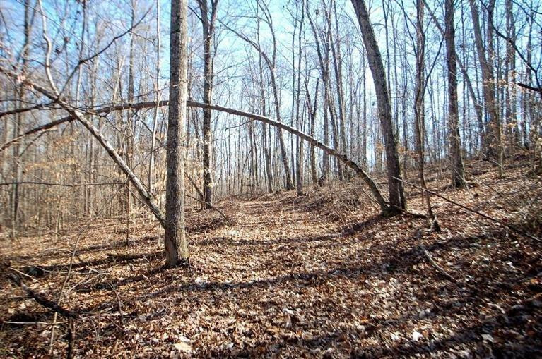 2040 Mandy Road Irvine, KY 40336 - Photo 5 of 39 Plenty of open woods! All bow hunters w