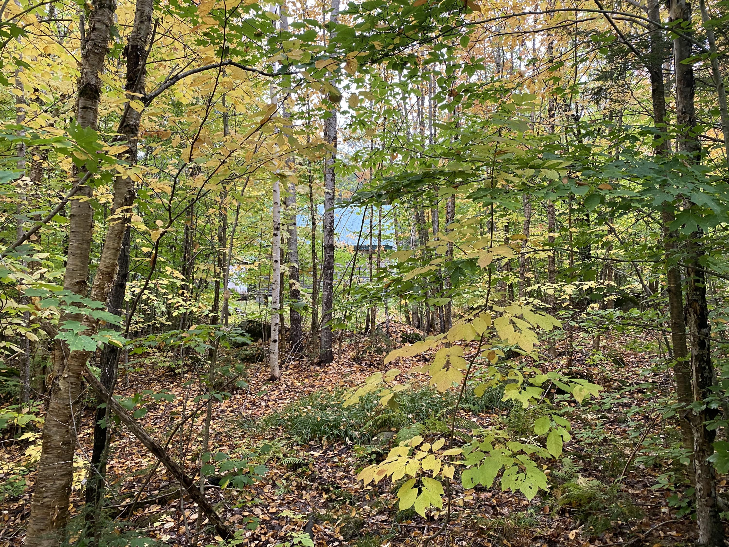 Lot 46 Dill Valley Road Lakeville, ME 04487 - Photo 13 of 38 Photo Sep 29, 11 54 56 AM