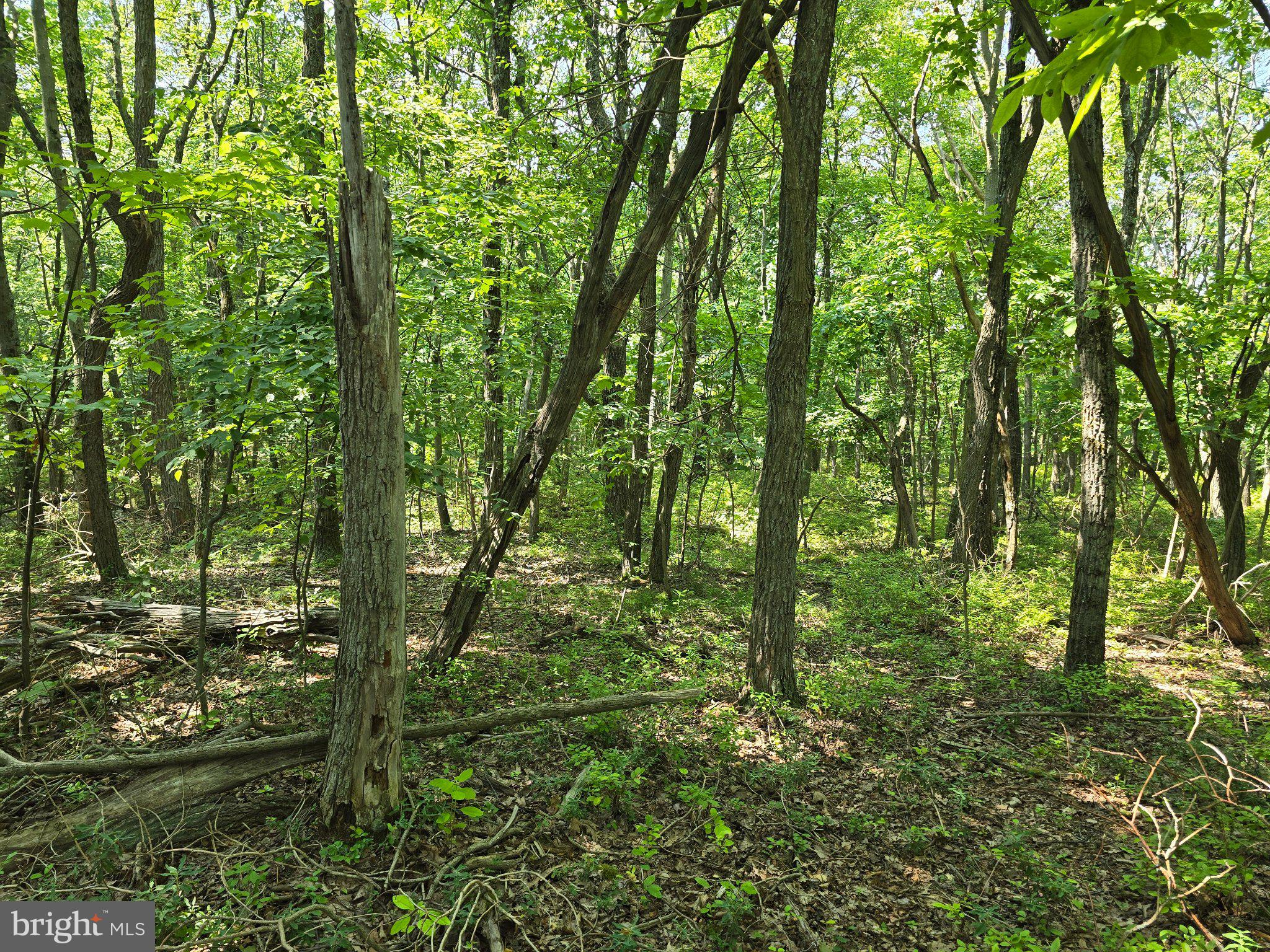 Mountain Road Catawissa, PA 17820 - Photo 14 of 23 Lush green woodland tranquility.