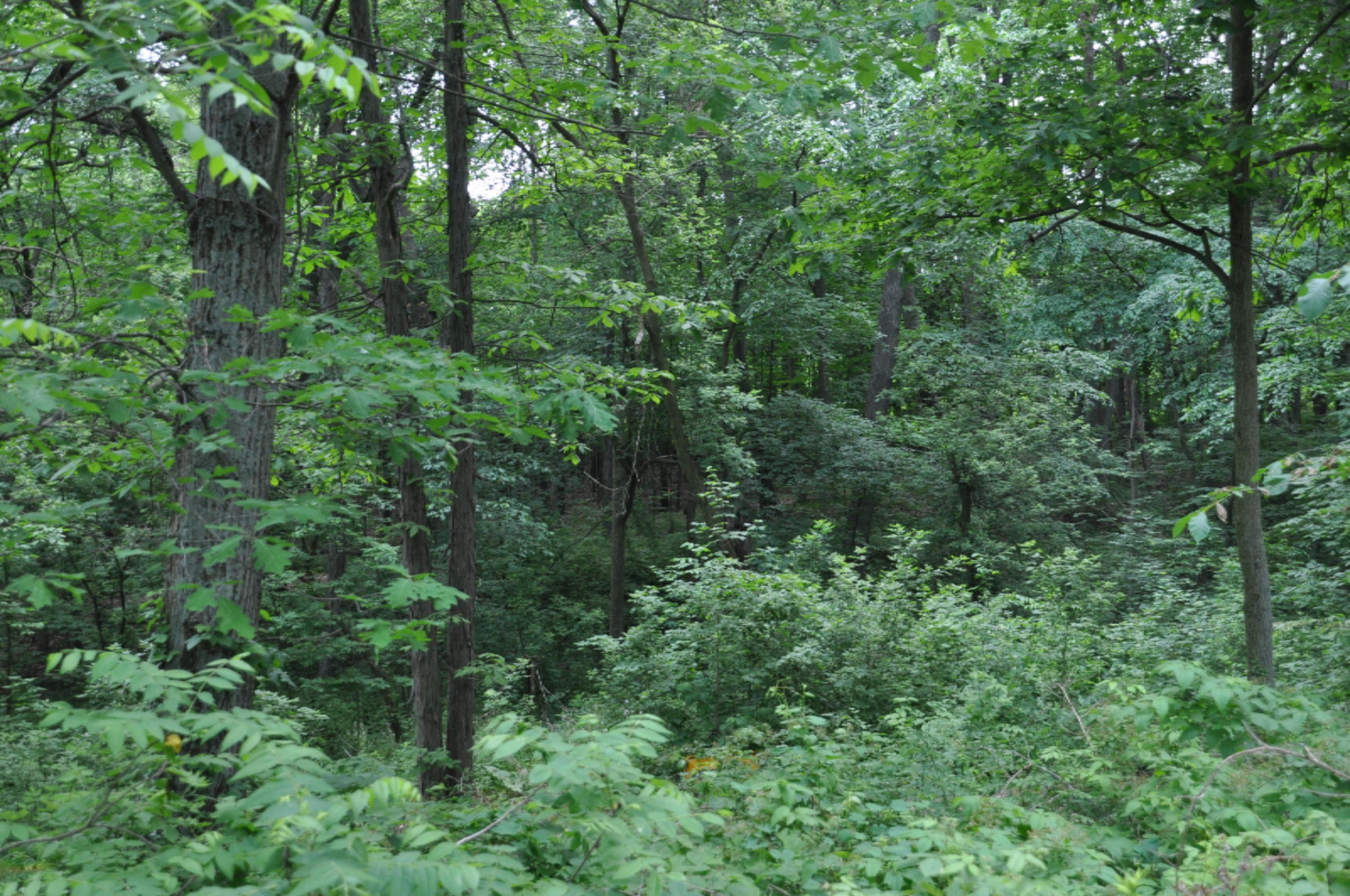10221 Okemos Road Portland, MI 48875 - Photo 12 of 56 DSC_0012