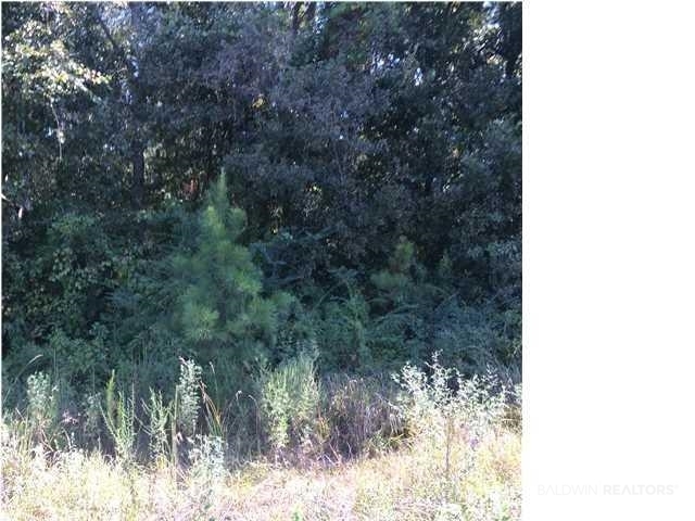 St Stephens Road Mobile, AL 36612 - Photo 1 of 3 View of local wilderness