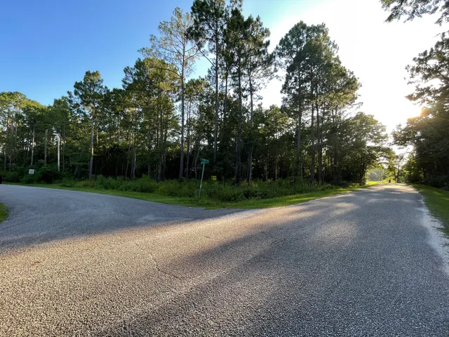 a view of a yard with plants and large trees