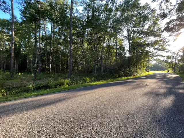 a view of a yard with plants and trees