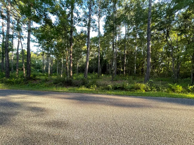 a view of a lush green forest