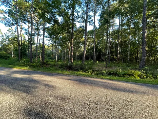 a view of a lush green forest