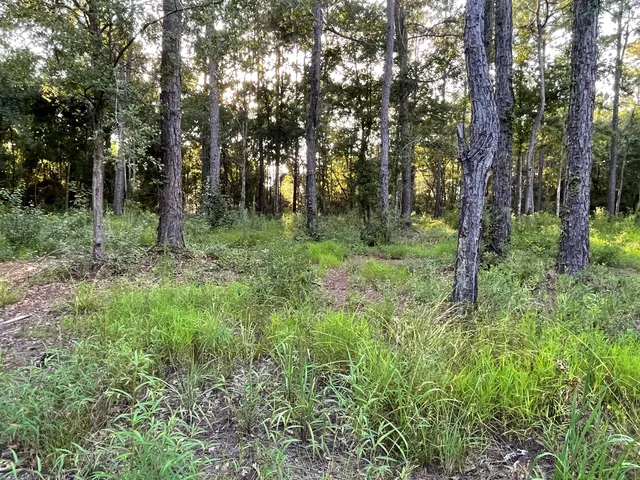 a view of a lush green forest