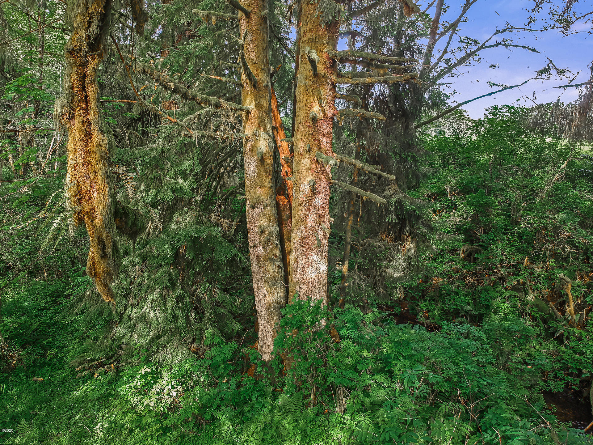 1770 Hamer Road Siletz, OR 97380 - Photo 46 of 54 219 MLS Reduced 1770 Hamer Rd Siletz OR
