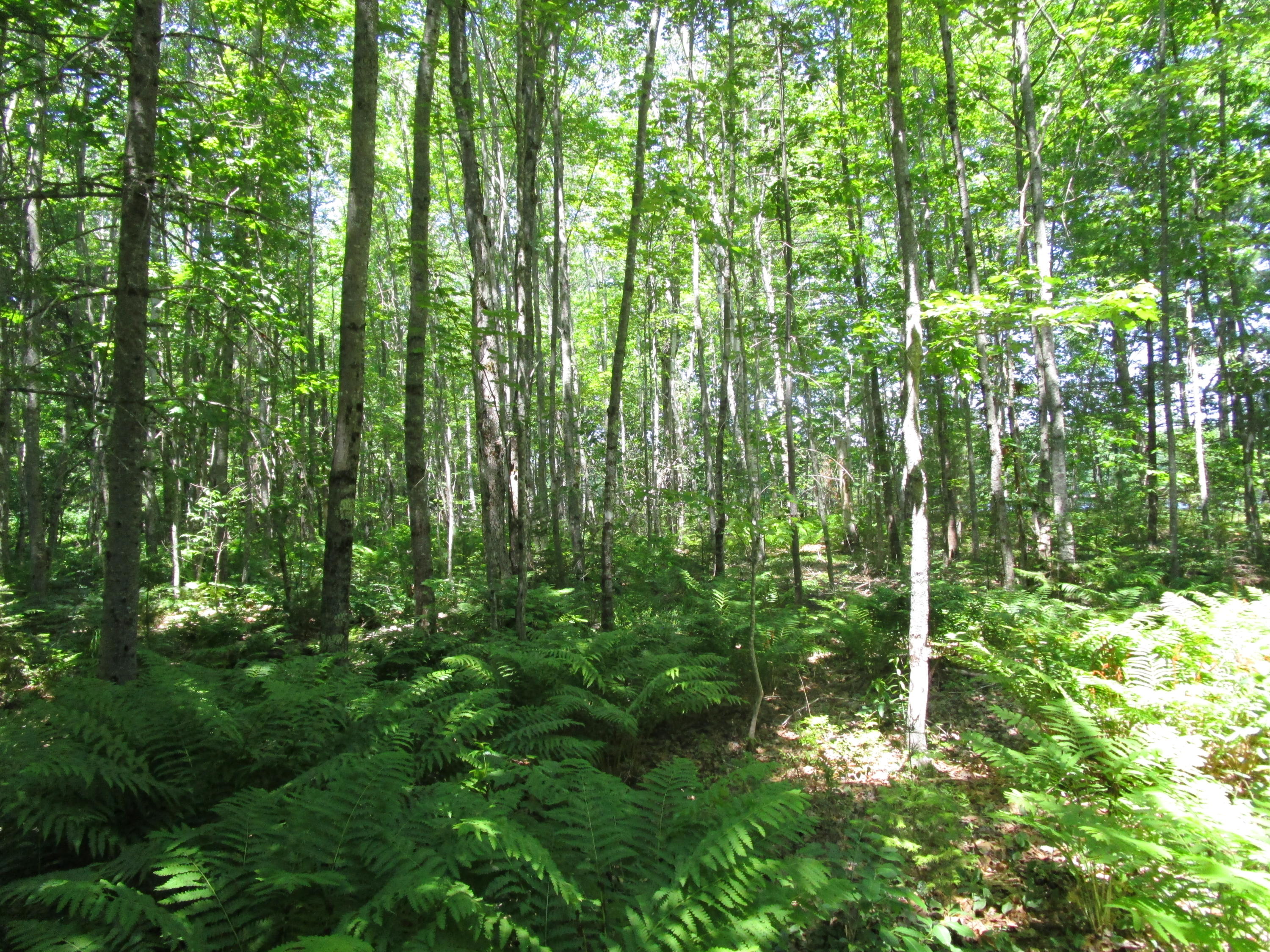 0 Edinburg Road Howland, ME 04448 - Photo 5 of 8 IMG_0839