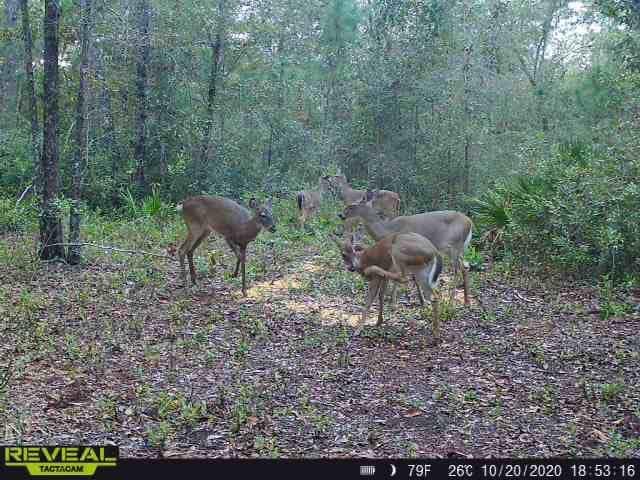 1356 Coxstill Road Adel, GA 31620 - Photo 68 of 71 Gallery Image 68
