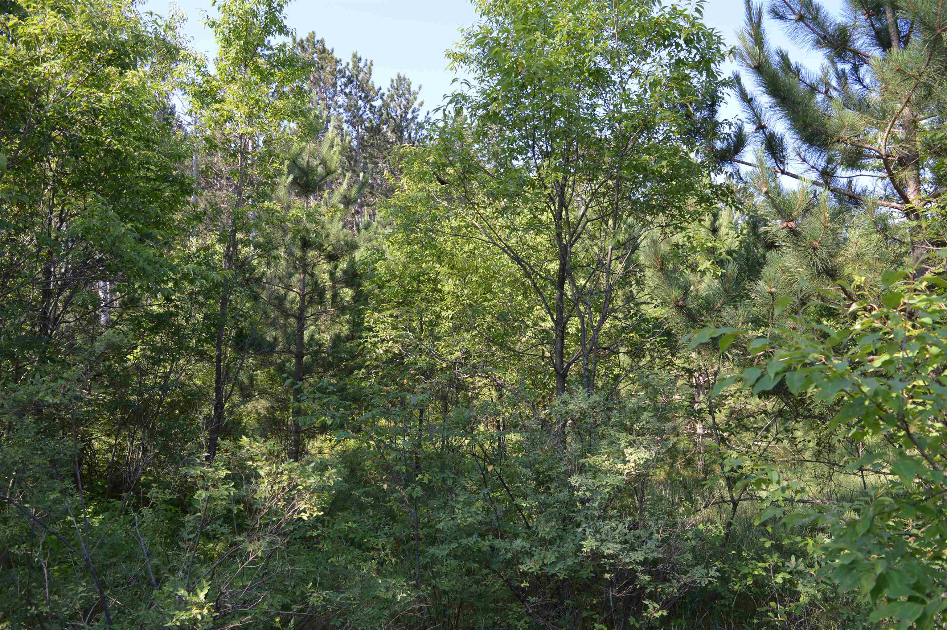 Northeast Holly Road, Unit LOT: A Kalkaska, MI 49646 - Photo 9 of 27