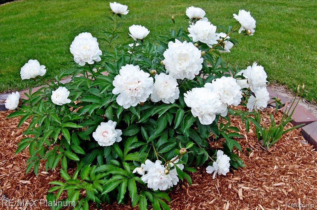 3010 West Schafer Road Howell, MI 48843 - Photo 21 of 24 more Summer beauty