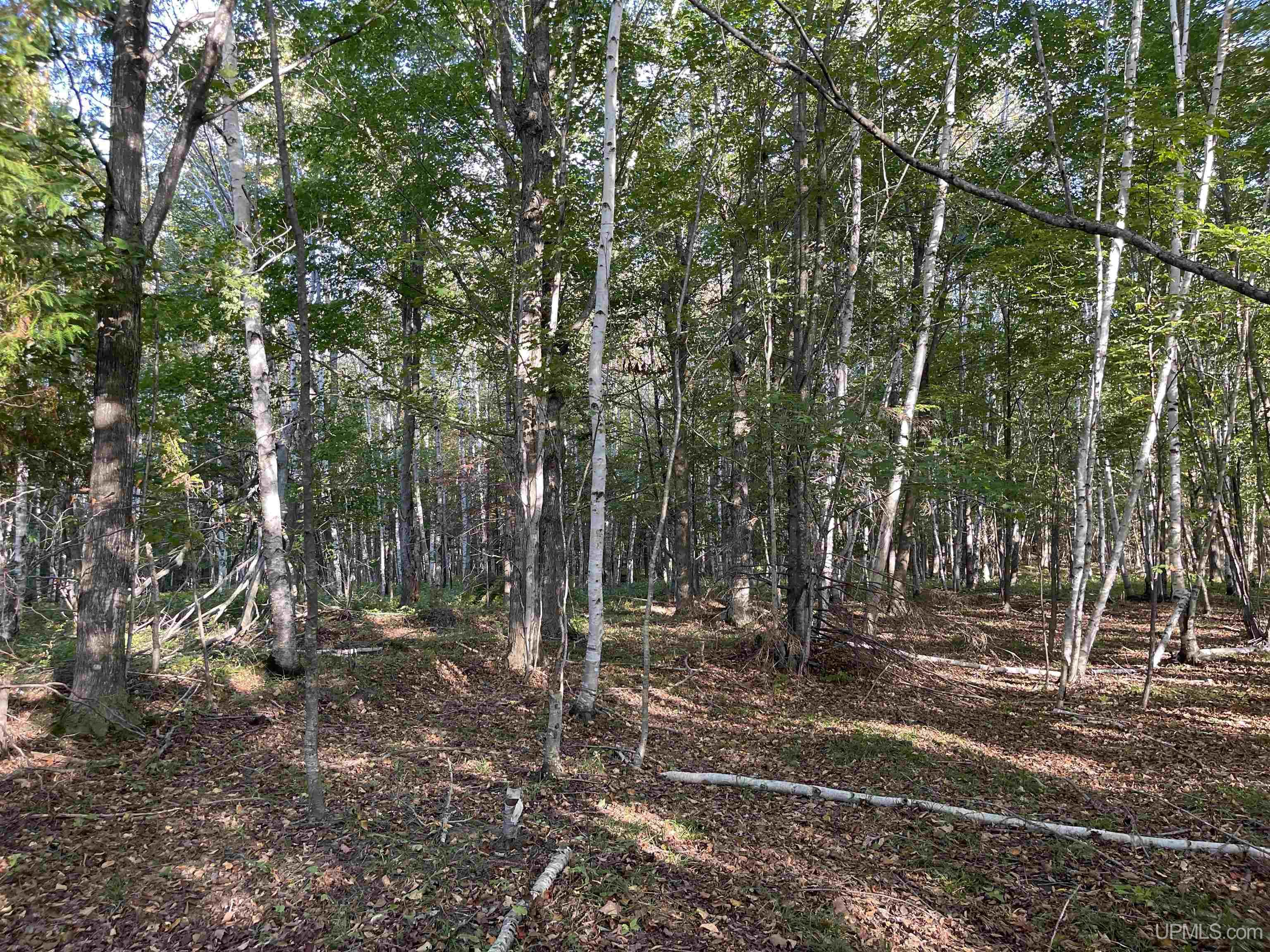 40-acres County Pit Road, Unit PARCEL #2 Manistique, MI 49854 - Photo 5 of 51 Gallery Image 5