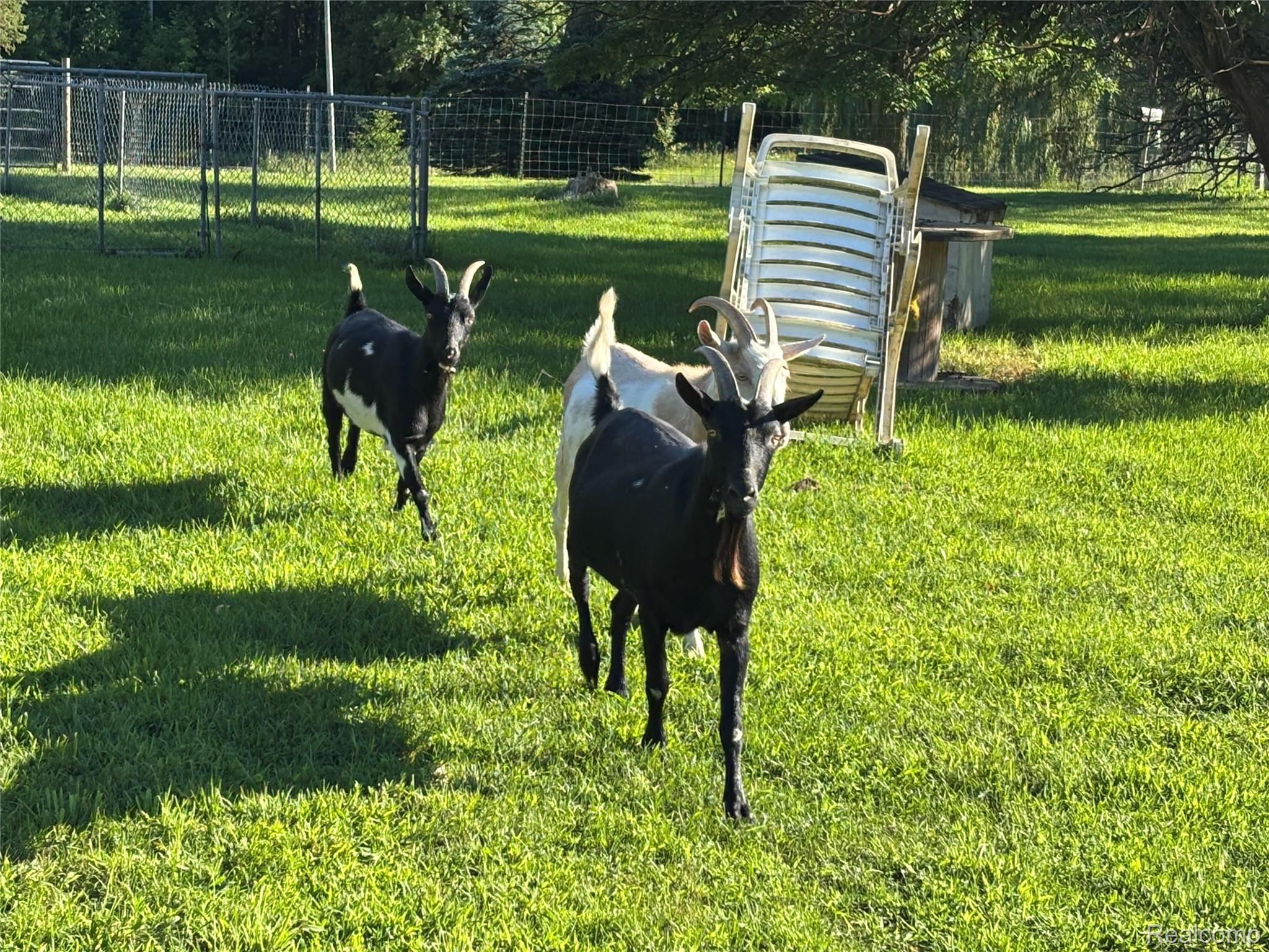 1793 East Swaffer Road Silverwood, MI 48760 - Photo 25 of 35 Goat 2.jpg