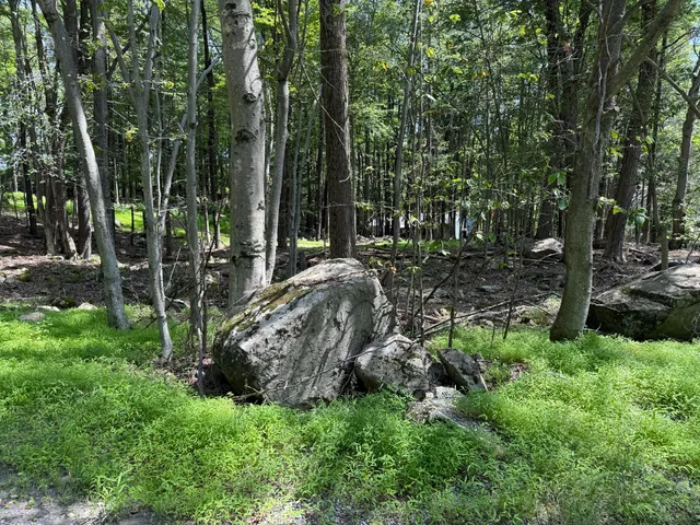 a view of a park with large trees
