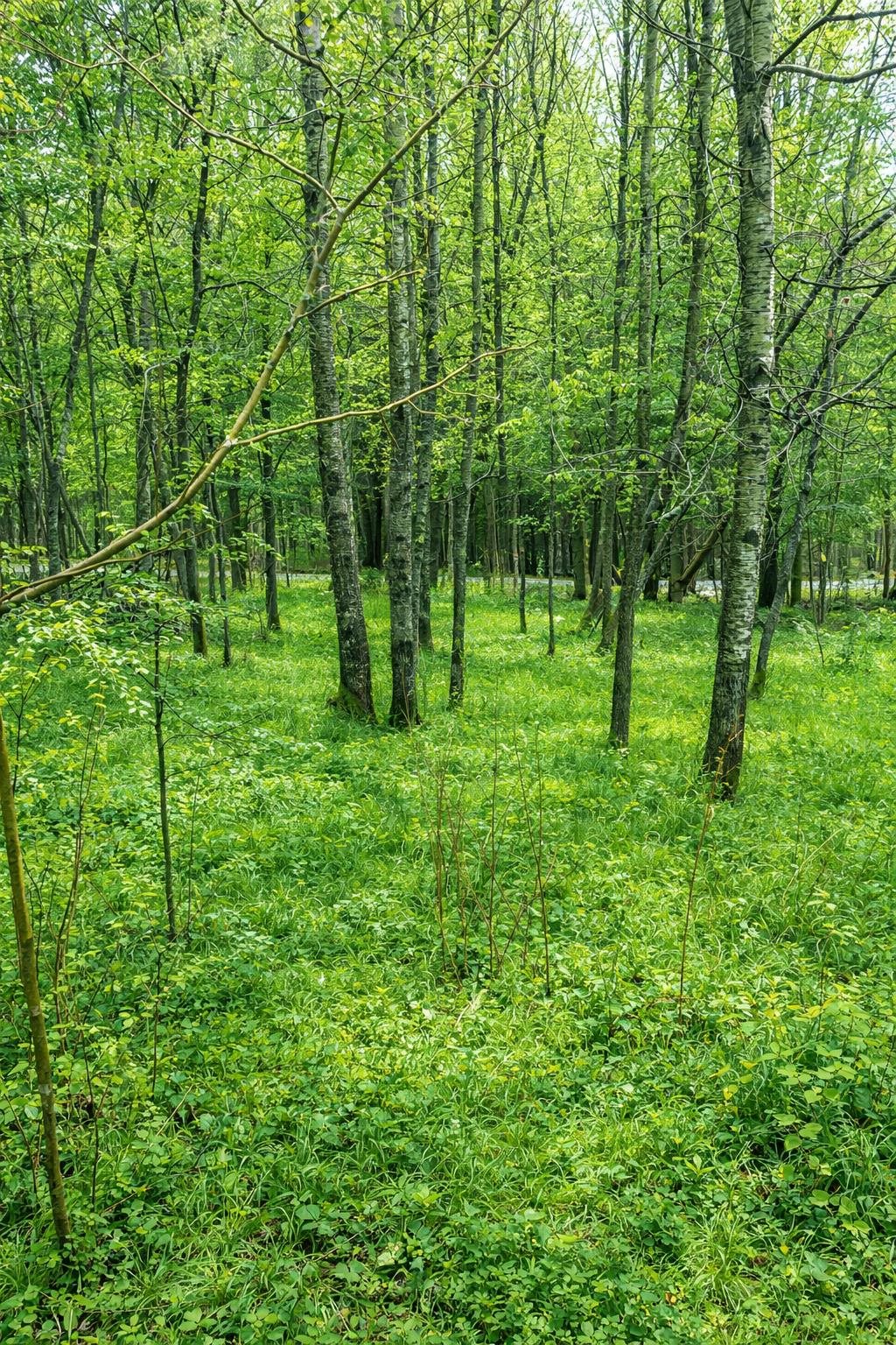 223 Deming Road Enosburg Falls, VT 05450 - Photo 6 of 10