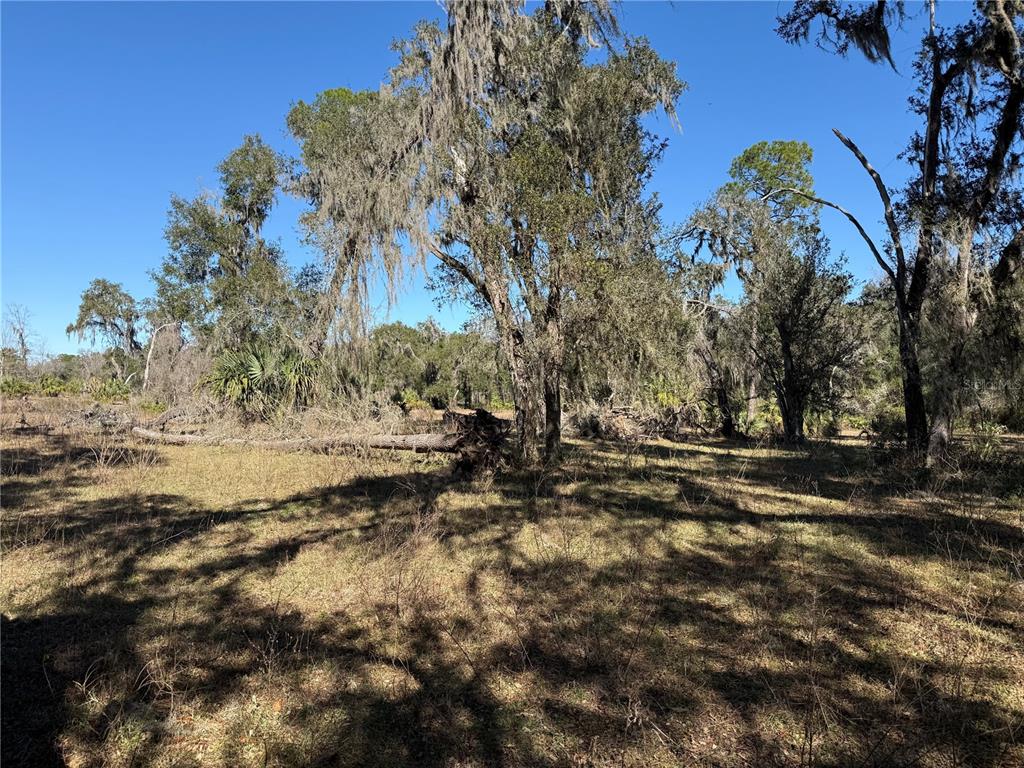 18630 Bradshaw Road Dade City, FL 33523 - Photo 23 of 43 a view of a yard with a tree