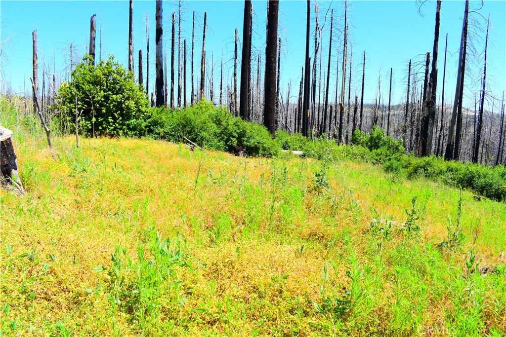 461 Milsap Bar Road Berry Creek, CA 95916 - Photo 8 of 18