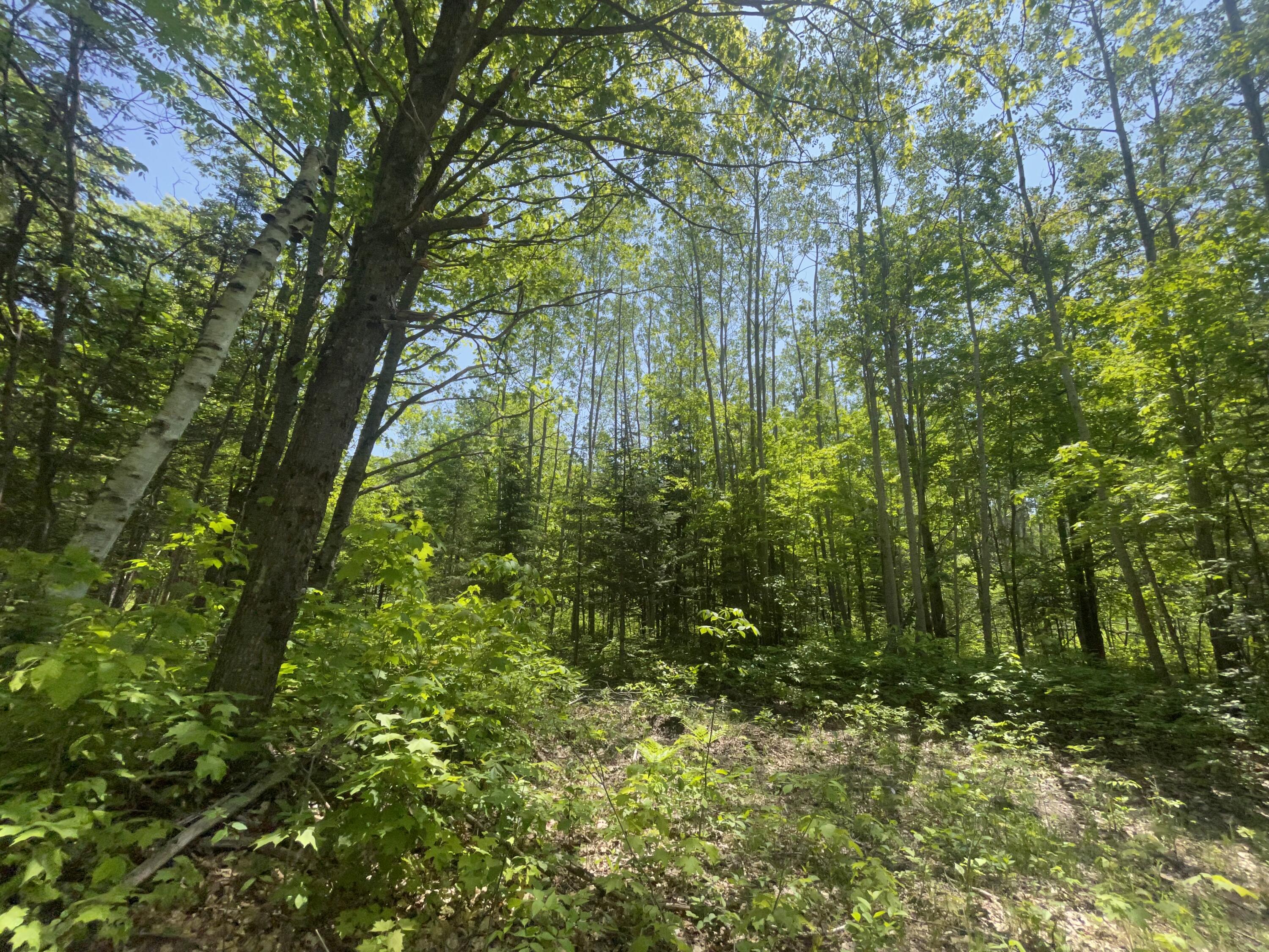 5716 East Simmons Road Hessel, MI 49745 - Photo 24 of 50 IMG_4915