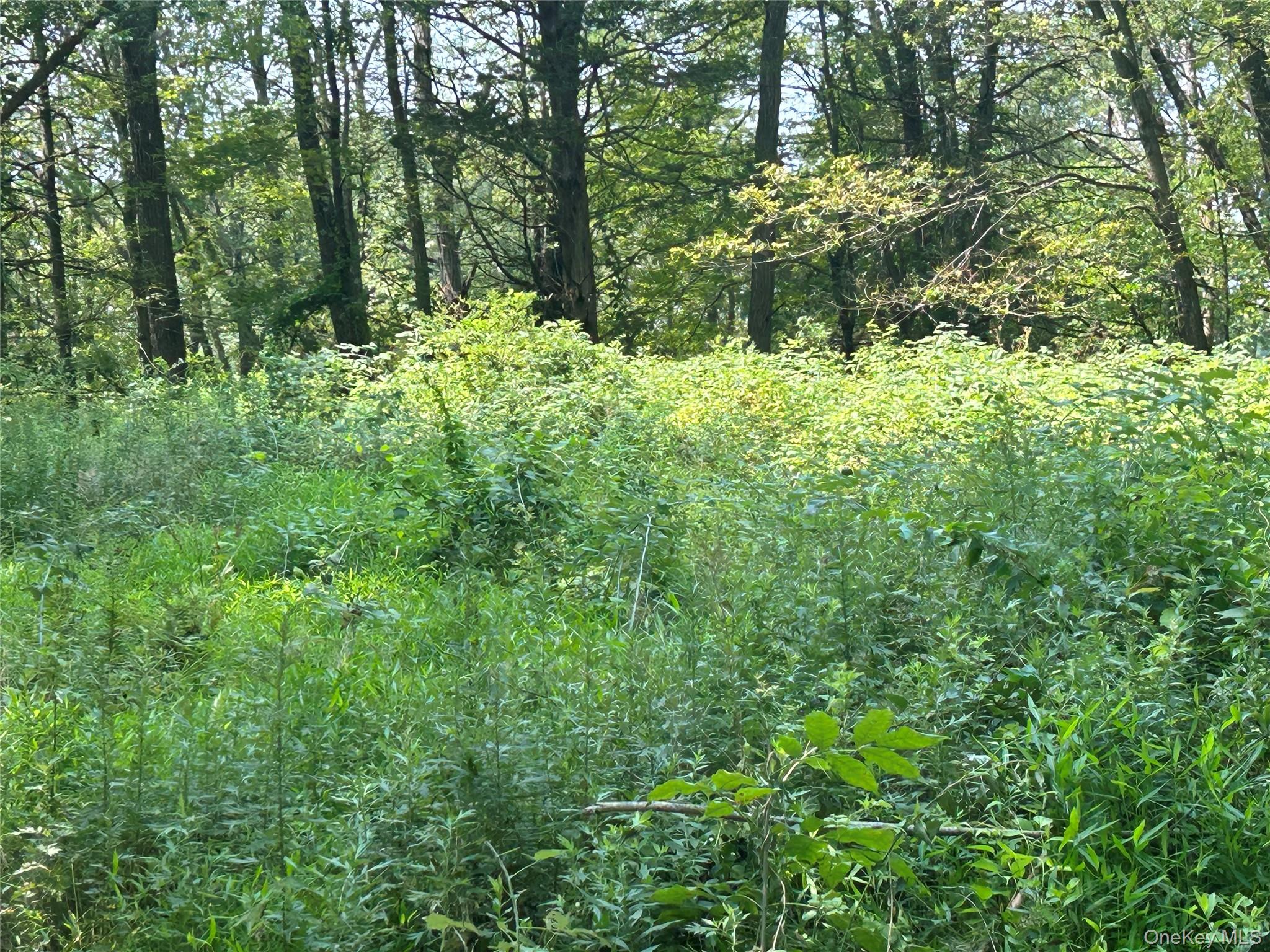 White Schoolhouse Road Rhinebeck, NY 12572 - Photo 13 of 13 a view of a lush green forest