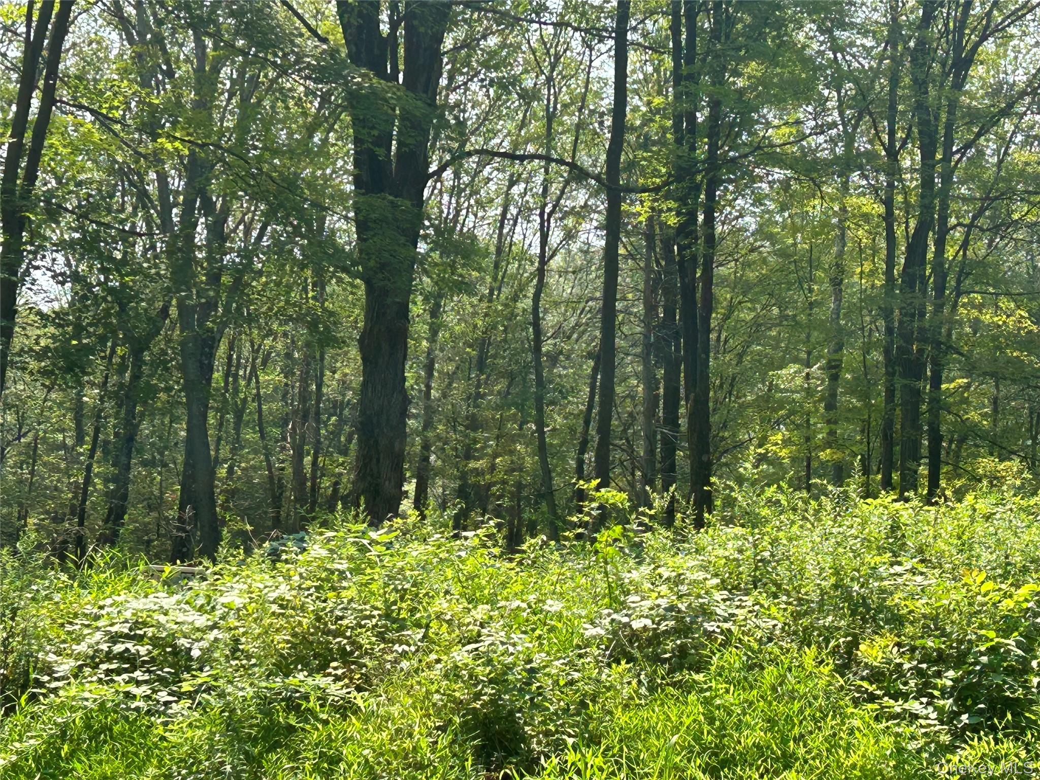 White Schoolhouse Road Rhinebeck, NY 12572 - Photo 7 of 13 a view of lush green forest
