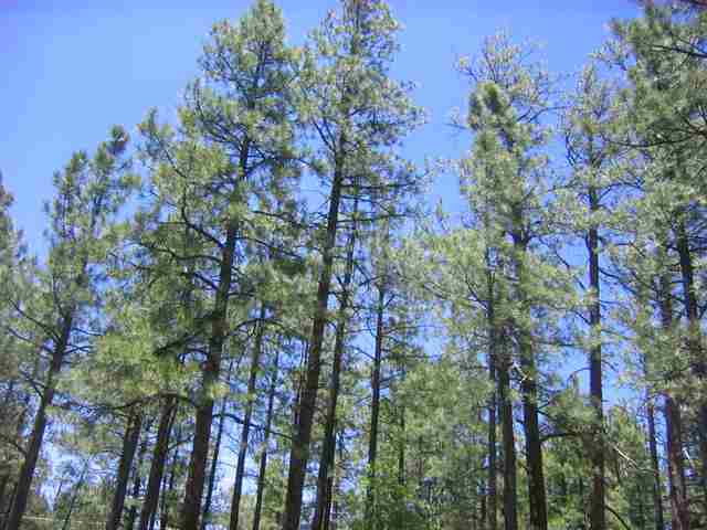 7483 Buck Springs Road Pinetop, AZ 85935 - Photo 3 of 9 Gallery Image 3