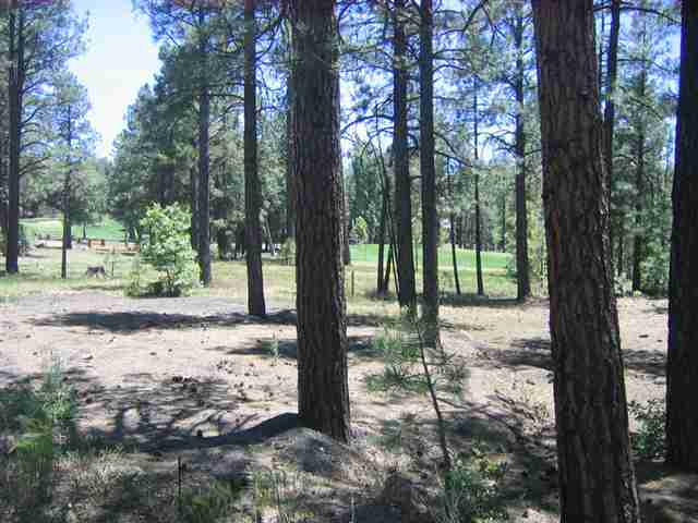 7483 Buck Springs Road Pinetop, AZ 85935 - Photo 4 of 9 Gallery Image 4