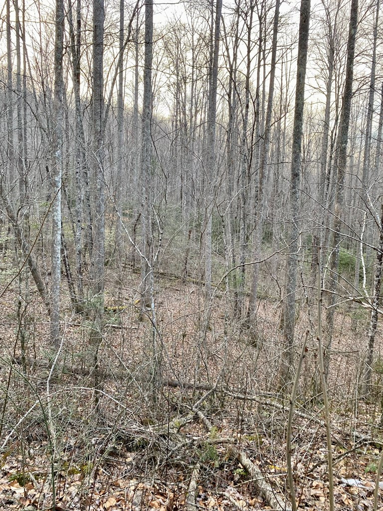 0 Carringer Road Robbinsville, NC 28771 - Photo 3 of 7