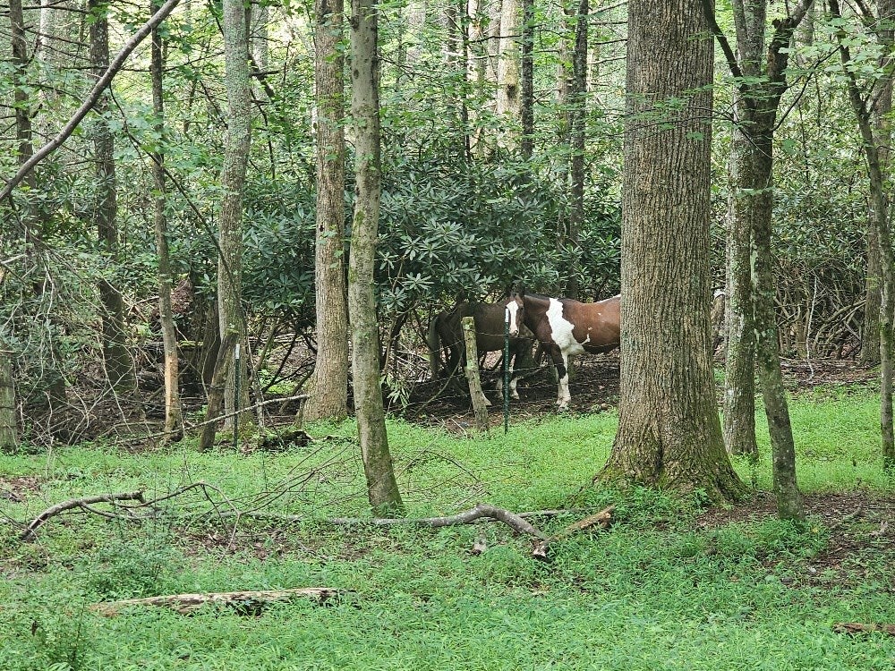 286 Vaughn Road Fries, VA 24330 - Photo 15 of 18 Gallery Image 15