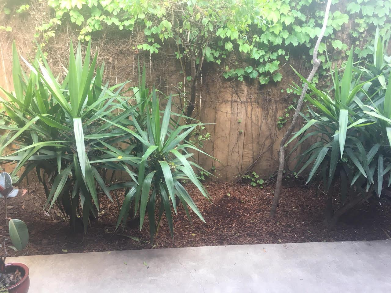 1815 Bath Street, Unit 1 Santa Barbara, CA 93101 - Photo 15 of 19 a plant that is in front of a house