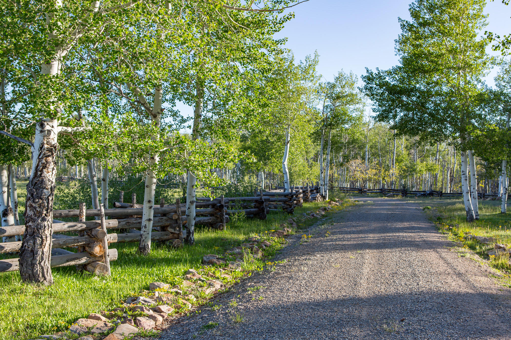 3289 Laughing Dog Road Placerville, CO 81430 - Photo 48 of 52 a view of backyard with green space