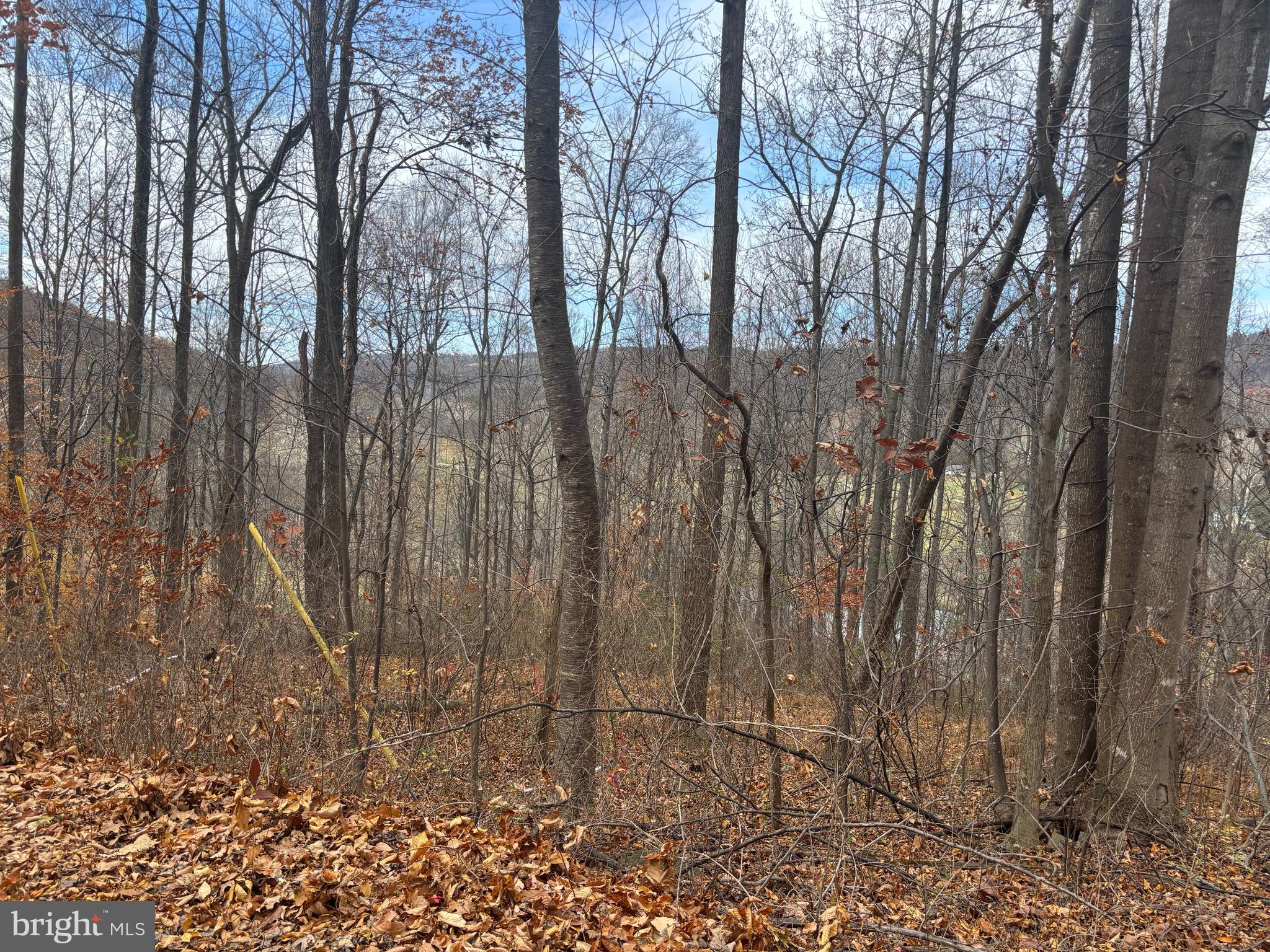 Fiery Run Road Linden, VA 22642 - Photo 16 of 24 a view of a yard with trees