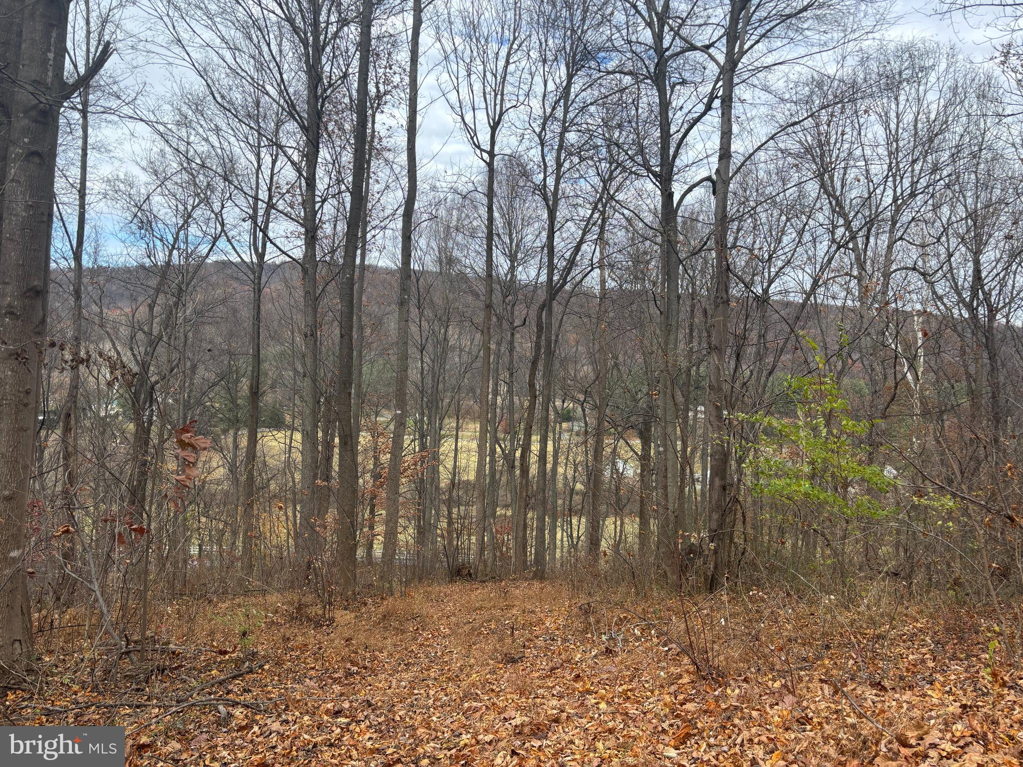 Fiery Run Road Linden, VA 22642 - Photo 17 of 24 a view of backyard with trees