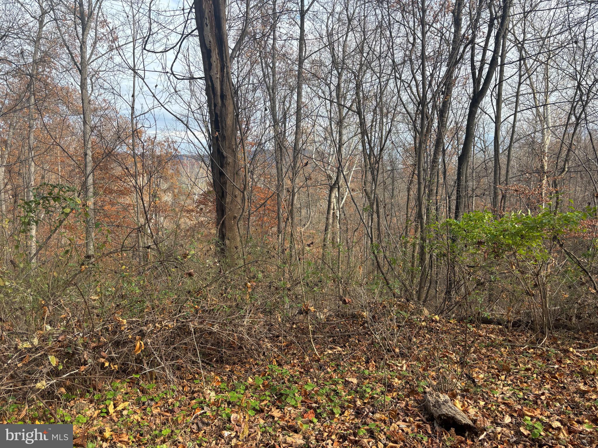 Fiery Run Road Linden, VA 22642 - Photo 21 of 24 a view of a yard with large trees