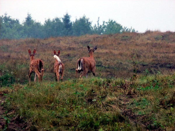 127 White Road Ludlow, ME 04730 - Photo 33 of 38 deertrio