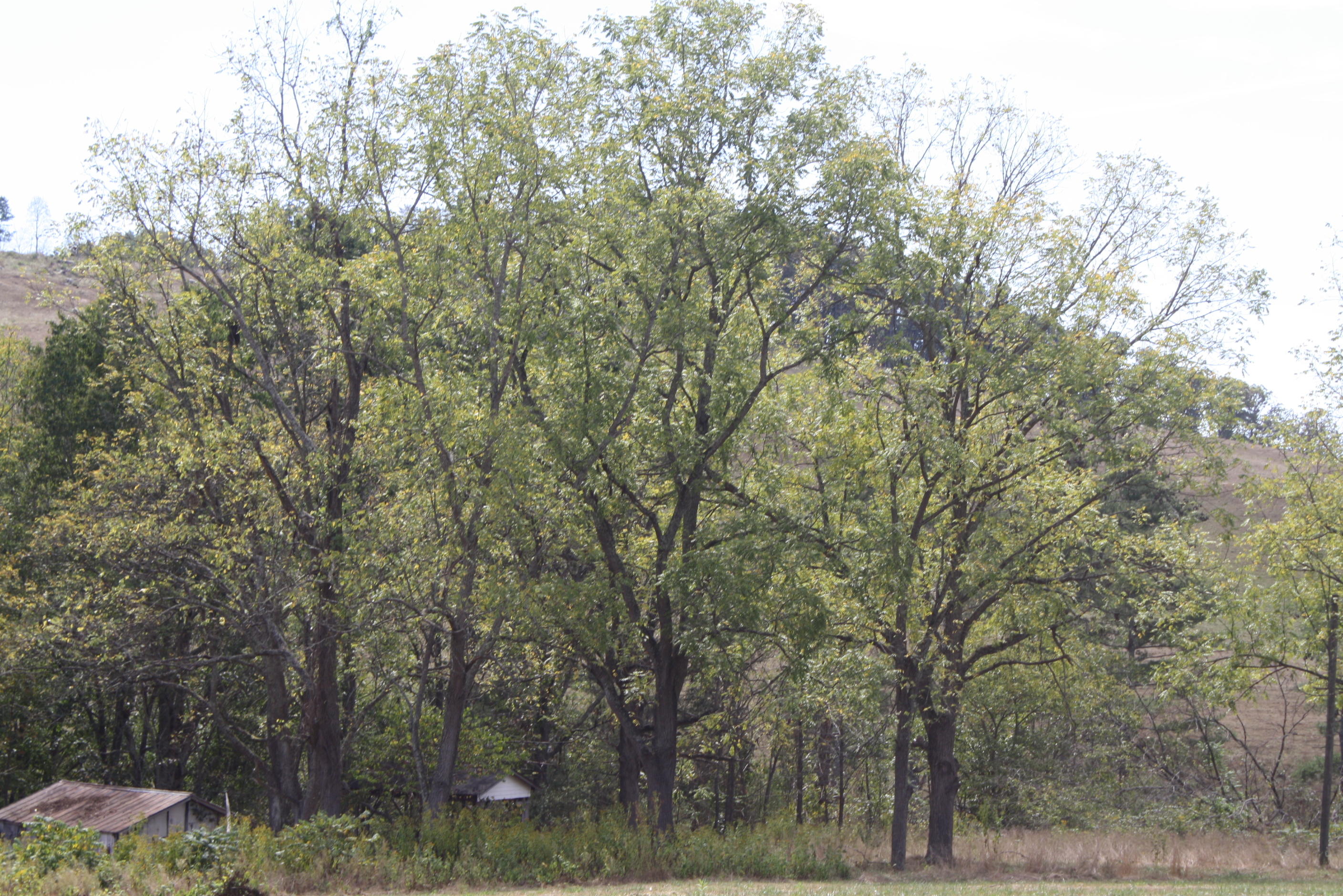 991 Ballengee Road Talcott, WV 24981 - Photo 10 of 16 Gallery Image 10