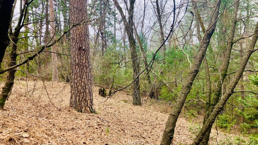 4920 Tippytoe Lane Forest Ranch, CA 95942 - Photo 5 of 36 a view of a forest filled with trees