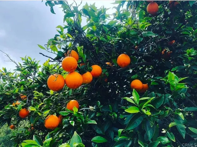 a view of a tree in a yard