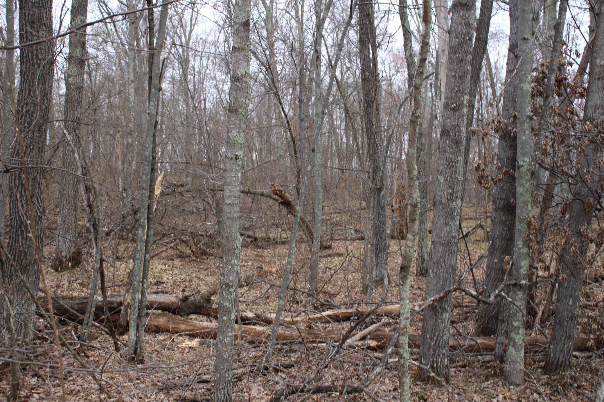 Tbd St Moritz Boulevard Breezy Point, MN 56472 - Photo 2 of 6
