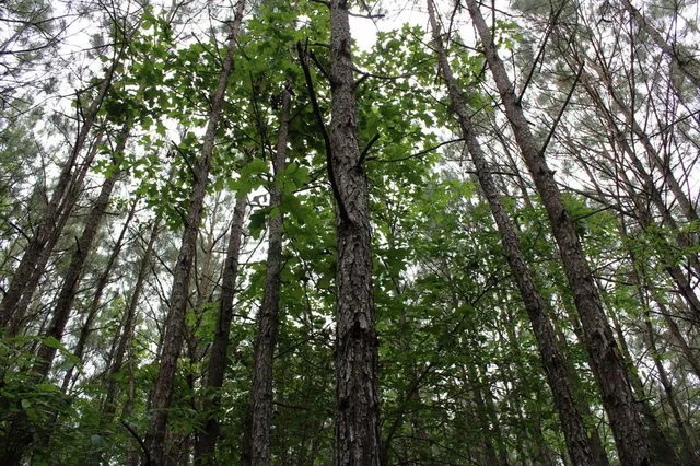 $39,000 | 0 Mott Road, Plain Dealing, LA 71064