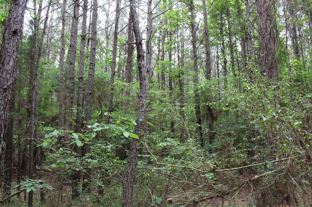 0 Mott Road Plain Dealing, LA 71064 - Photo 3 of 6